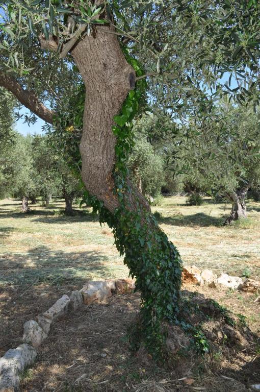 Masseria Costanza Putignano Exteriér fotografie