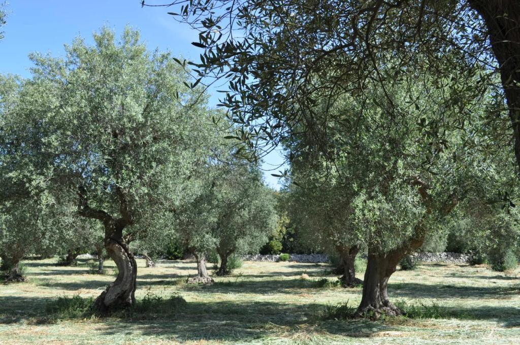 Masseria Costanza Putignano Exteriér fotografie