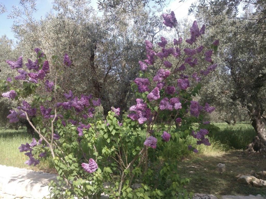 Masseria Costanza Putignano Exteriér fotografie